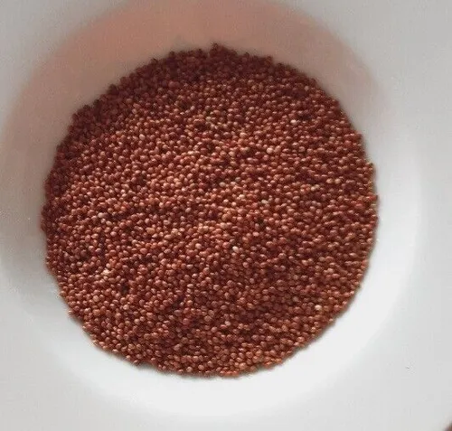 Braunhirse, Keimsaat, Bio-Qualität, Wildform aus Deutschland 500 g