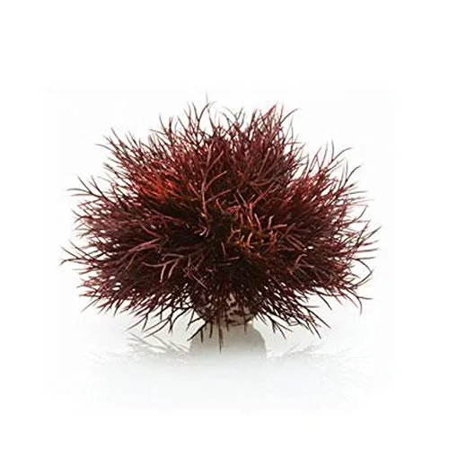 biOrb 46077 Aquarien Seelilie - elegante dunkelrote Kunststoff-Dekoration, detailreich und ideal für kreative Aquariengestaltung