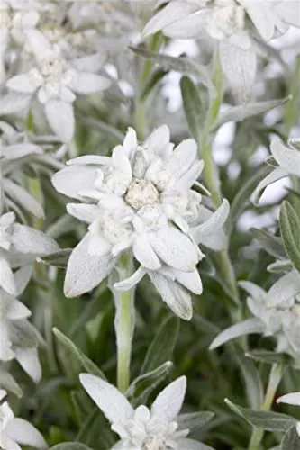 Leontopodium alpinum 9x9 cm Topf – Winterhart, Mehrjährig, Pflegeleicht – Edelweiß – Staude für Steingarten & Beet