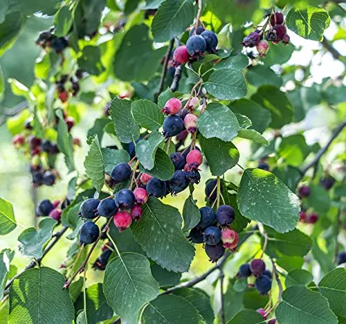 Felsenbirne `Greatberry Farm ®´, Amelanchier alnifolia, 60-100cm im Topf - Obstsamen & -pflanzen, ertragreiche Sorte mit üppiger Blüte und schmackhaften Früchten, ideal für Garten und Tiere.