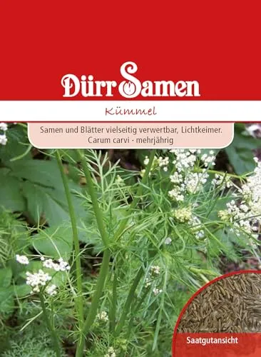 Kümmel Samen Kümmelsamen ca 500 Korn Küchenkräuter Kräutersamen Saatgut Balkon Garten Hochbeet Kübel Dürr Samen