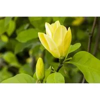 Magnolia 'Daphne' – Winterharte Magnolie für Garten & Vorgarten - Winterhart und pflegeleicht. 60–80 cm große, duftende rosa-purpurne Blüten, ideal für Beet und Einzelstellung. Bienenfreundlich und dekorativ im Naturgarten.