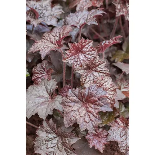Heuchera x micrantha 'Palace Purple'