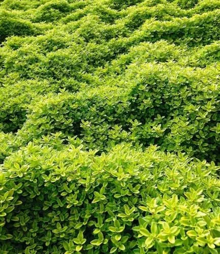 BALDUR Garten Bodendecker Zitronenthymian, 30 St., immergrün und duftend - Immergrüner Bodendecker mit duftenden Blüten, ideal für sonnige Standorte. Winterhart und pflegeleicht, perfekt für trockene Gärten. 30 Pflanzen im 9x9 cm Topf.