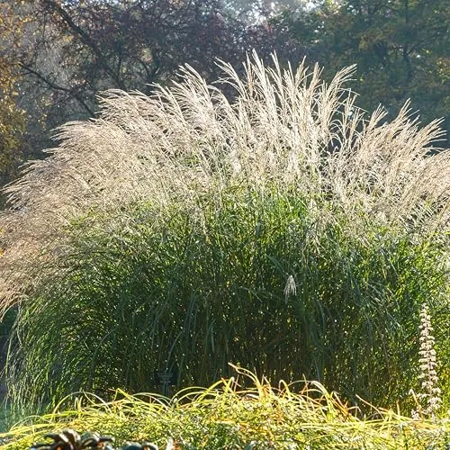 Bloomique - 3er Set - Miscanthus Sinensis - Blühendes Schilf - Ziergras - Gartenpflanzen - Winterhart - Höhe 10-20 cm - Topf 9x9 cm