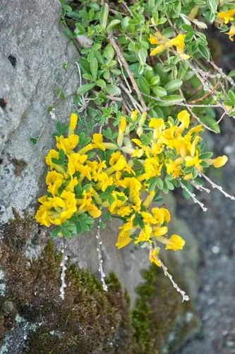 Chamaecytisus ratisbonensis 20–30 cm – Winterhart, Mehrjährig, Pflegeleicht – Regensburger Ginster – Zierstrauch für Steingarten & Böschung