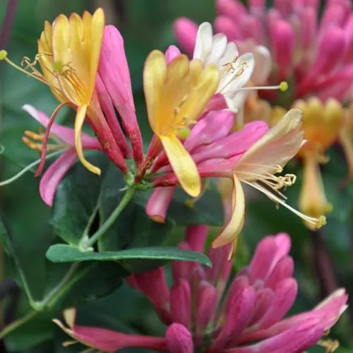 Duft-Geißblatt 'Goldflame', blaurote von Pflanzen-Kölle