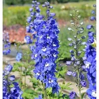 Rittersporn Blue Bird - Delphinium pacific