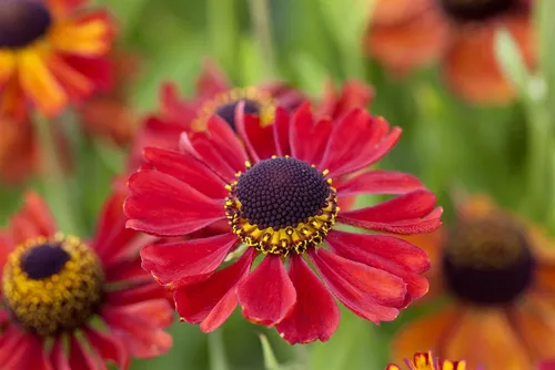 Pflanzen für Dich Staude Helenium cult. Kupferzwerg, 1 St., Sonnenbraut, Garten-Sonnenbraut