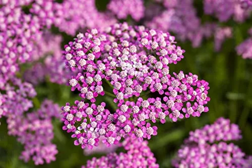 Achillea millefolium 'Lilac Beauty' 9x9 cm Topf – Winterhart, Mehrjährig, Pflegeleicht – Schafgarbe – Beetstaude für Garten & Rabatte