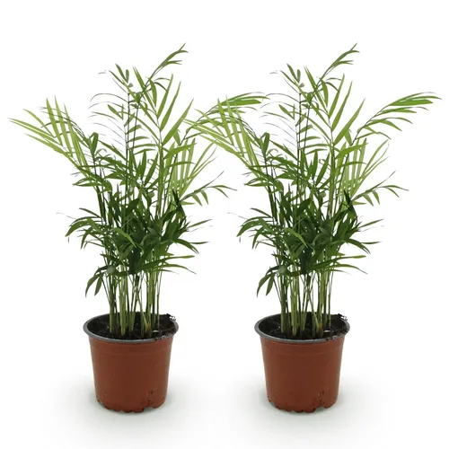 2x Chamaedorea elegans