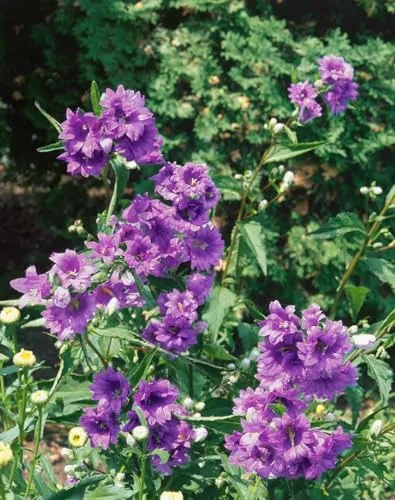Campanula trachelium 9x9 cm Topf – Winterhart, Mehrjährig, Pflegeleicht – Nesselblättrige Glockenblume – Staude für Beet & Naturgarten