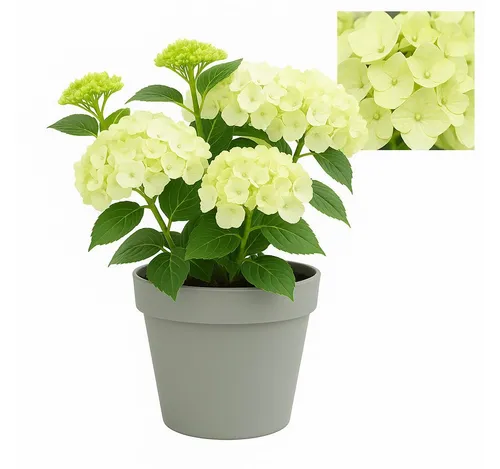 Exotenherz Beetpflanze Exotenherz - Hortensia - Hydrangea Magical Nobless - Weiss - 23cm Topf
