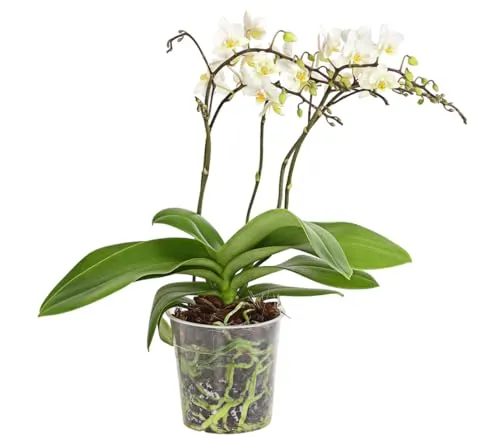 Dehner Schmetterlingsorchidee Wildflower, Phalaenopsis cultivars, weiße Blüten, 30-40 cm inkl. Pflanztopf, Ø Topf 12 cm, Zimmerpflanze