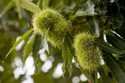 Castanea Sativa Esskastanie 125–150 cm