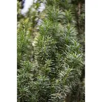 Säulen-Eibe Taxus baccata 'Fastigiata' - Immergrünes Ziergehölz - Ziergehölze mit eleganter, säulenförmiger Wuchsform, ideal als Solitär oder Heckenpflanze für schmale Grundstücke. Robust, frosthart und schnittverträglich.