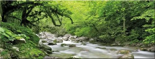 artissimo Glasbild 80x30cm - Wald & Bäume - Bilder - Hochwertiges Glasbild im Querformat mit beeindruckendem Fotodesign von Wald und Bachlauf, ideal für Ihre Wohnräume.