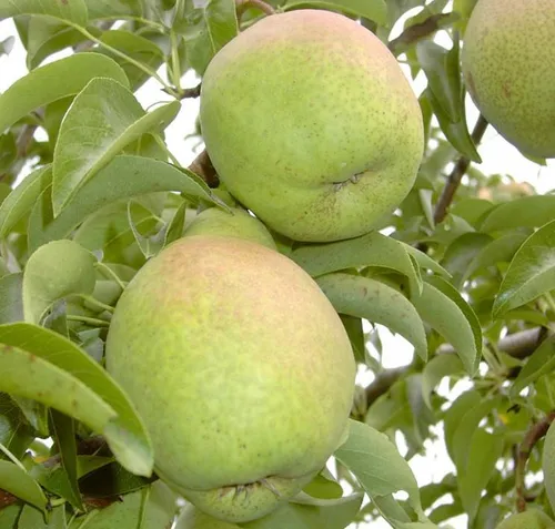 Köstliche von Charneu Birnenbaum - Buschbaum Topfballen - Blumen & Stauden: Hochwertige Herbstbirne mit süßem, schmelzendem Fruchtfleisch, ideal für den ganzjährigen Anbau im Topf.