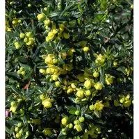 Produktbild Immergrüne Kissenberberitze Jytte 20-25cm - Berberis candidula