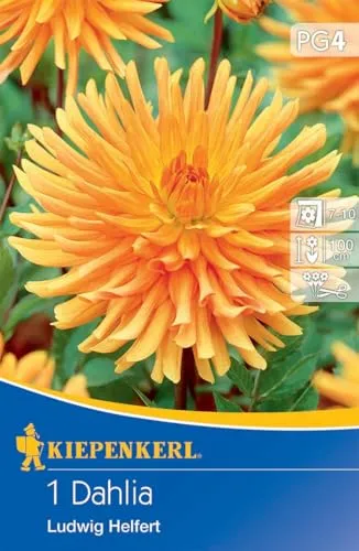 Kiepenkerl Kaktus-Dahlie Ludwig Helfert