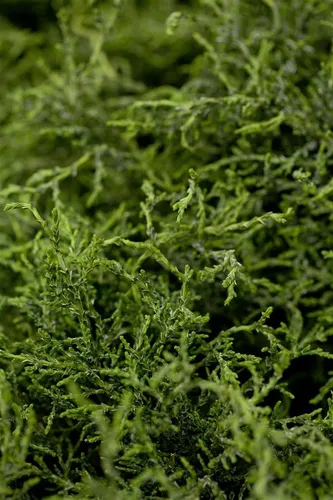 Pflanzen für Dich Konifere Chamaecyparis lawsoniana Lycopodioides, 1 St., Lawsons Scheinzypresse, Säulen-Lebensbaum, schuppenförmig, säulenartig