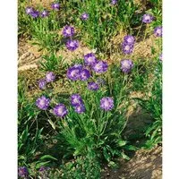 Scabiosa Caucasica Stäfa Kaukasische Skabiose Ca. 9x9 cm Topf