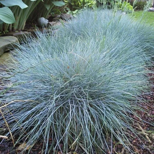 Blauschwingel Elijah Blue 1L