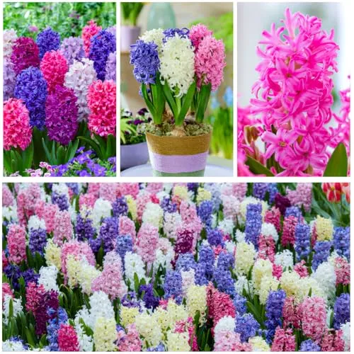 Hyazinthen Zwiebeln Winterhart Mehrjährig - Frühlingstraum Kollektion - 15 Zwiebeln - Duftende Blumenzwiebeln - 3 Farben - Pflanzen aus Holland - für Garten, Topf, Glas (große Knollen, kein Samen)