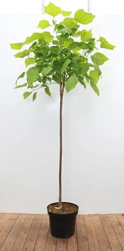 Trompetenbaum Catalpa bignonioides 'Nana' 80er Stamm +Kugel Krone,winterhart, deutsche Baumschulqualität, im Topf für optimales anwachsen
