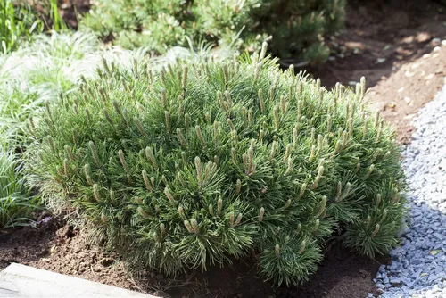 Pflanzen für Dich Konifere Pinus mugo pumilio, 1 St., kompakte Zwergkiefer für jeden Garten - Die Pinus mugo ‘Pumilio’ ist eine kompakt wachsende Konifere, ideal für moderne Gärten. Immergrün, pflegeleicht und windfest, bringt sie ganzjährig Struktur und Akzente in Beete, Steingärten oder Kübel.