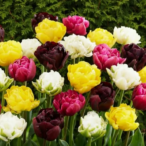 Tulpenzwiebeln Winterhart Mehrjährig - Doppelt Blühend Frühlings Mix - 25 Blumenzwiebeln - Pflanzen aus Holland - Zwiebeln für Garten, Töpfe und Balkon (große Knollen, kein Samen, nicht künstlich)