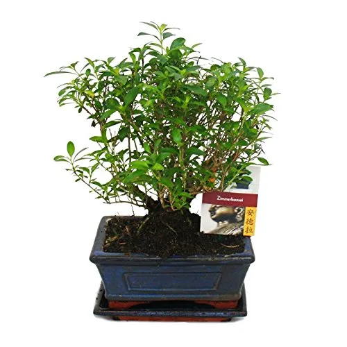 Exotenherz Bonsai Serissa Junischnee - Kugel-Form, ca. 6 Jahre - Schöner Bonsai mit sternförmigen Blüten, ideal für helle Fensterplätze. Perfekt für Gartenliebhaber, die einen Blickfang suchen. Größe: ca. 20-25 cm.