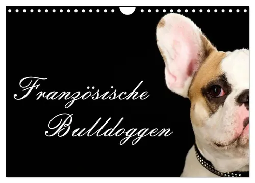 Nicole Noack | Französische Bulldoggen (Wandkalender 2026 DIN A4 quer),...