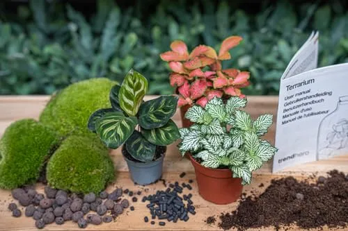 urbanjngl.com - Calathea Makoyana - DIY Flaschengarten Starter- & Nachfüllset mit 3 Terrarienpflanzen - Pflanzen-Terrarium-Paket - Pflanzenterrarium