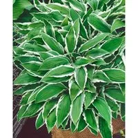 Hosta Sieboldii Ginko Craig Funkie Ca. 11x11 cm Topf