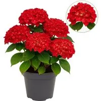Hortensie Hydrangea Forever & Ever Rot – 7-12 Blüten im 23cm Topf - Romantische Gartenhortensie im 23-cm-Topf mit 7-12 üppigen Blüten. Ideal für halbschattige Plätze, pflegeleicht und perfekt kombinierbar für lebendige Akzente im Garten.
