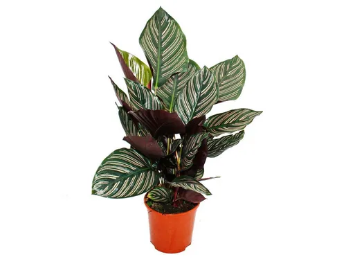 Exotenherz Zimmerpflanze Schattenpflanze mit ausgef. Blattmuster Calathea ornata 14cm Topf