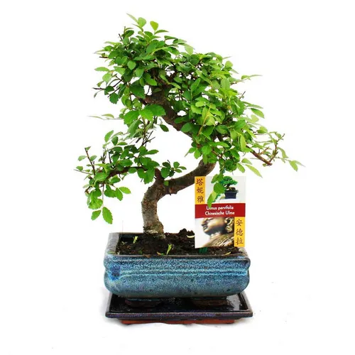 Exotenherz Bonsai Chinesische Ulme