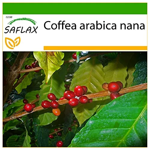 SAFLAX - Zwergkaffee-Strauch - 8 Samen - Mit keimfreiem Anzuchtsubstrat - Coffea arabica nana