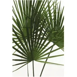 Komar Wandbild Palmtree Leaves 50 x 70 cm von Komar