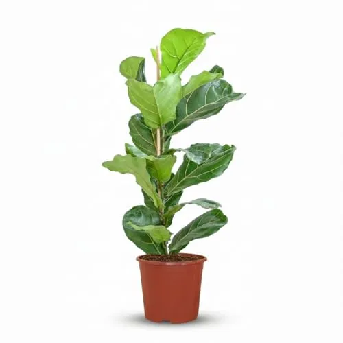 Green boutiQ