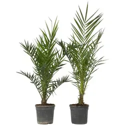 Plant in a Box - Phoenix Canariensis - 2er Set - Winterharte Kanarische Dattelpalme 80-100cm - Baumsamen & -pflanzen, ideal für Balkon und Garten, bringt exotisches Flair und ist frostfest bis -5°C.