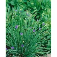 Sisyrinchium Angustifolium Lucerne Blauäugige Graslilie Ca. 9x9 cm Topf