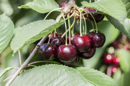 Prunus Cer Morellenfeuer Sauerkirsche - 40 cm Stammhöhe - Obstbaum mit saftigen, tiefroten Früchten und zarten Blüten - ideal für Gärten, bienenfreundlich und winterhart, erreicht bis zu 400 cm Wuchshöhe.