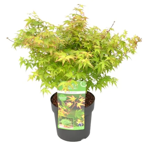 Bloomique - Acer Palmatum Little Princess - Japanischer Ahorn - Gartenpflanzen - Winterhart - 50-70 cm Hoch - Topf 19 cm