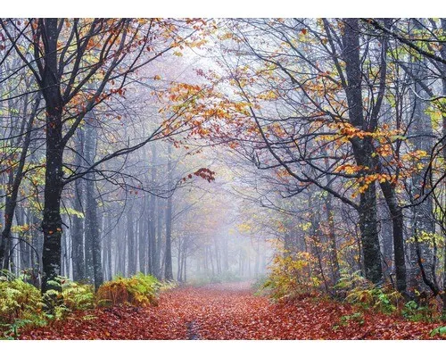 Fototapete Vlies 22789 Foggy Autumn Forest Road - 10-tlg. Fototapete in Blau, Grün und Schwarz, perfekt für jeden Raum und schafft eine entspannende Atmosphäre mit herbstlichem Waldmotiv.