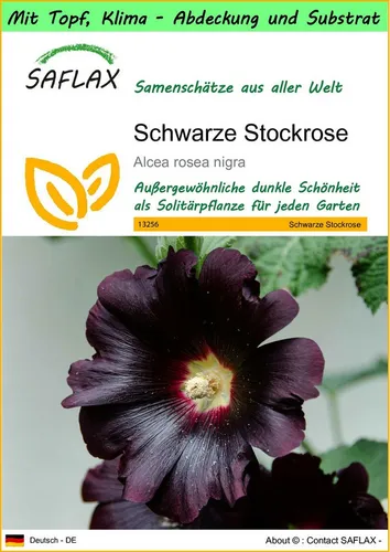 SAFLAX Blumensamen SAFLAX - Garden to go - Schwarze Stockrose