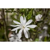 Magnolia Stellata Sternmagnolie 60-80 cm - Blühende Zimmerpflanzen, pflegeleichte und winterharte Pflanze mit duftenden, sternförmigen Blüten, ideal für Kübel und Vorgärten.