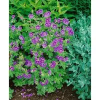 Geranium Ibericum Ssp.Ibericum Kaukasus Storchschnabel Ca. 9x9 cm Topf