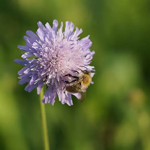 Blumixx Stauden Knautia arvensis Acker-Witwenblume - Wildstaude im 9 cm Topf - bienenfreundlich, trockenheitsverträglich- für Naturgarten & Insektenbeet